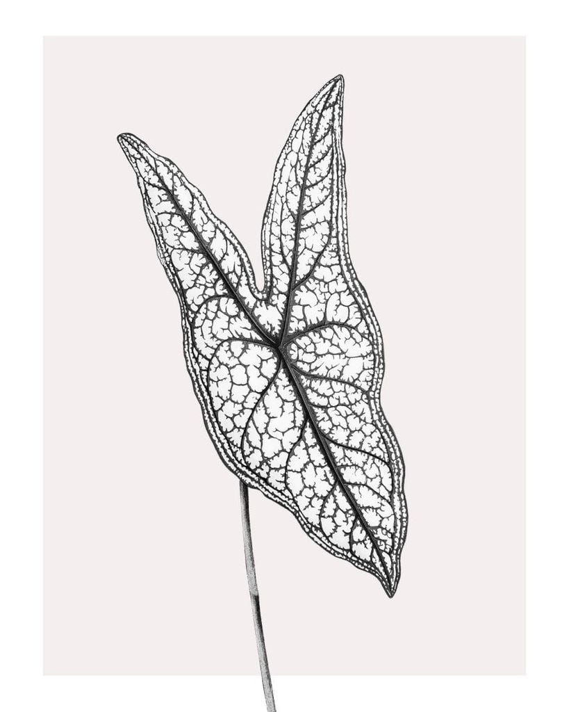 Poster - Butterfly Plant 40x50 - Dear Sam