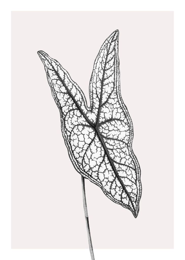 Poster - Butterfly Plant 50x70 - Dear Sam