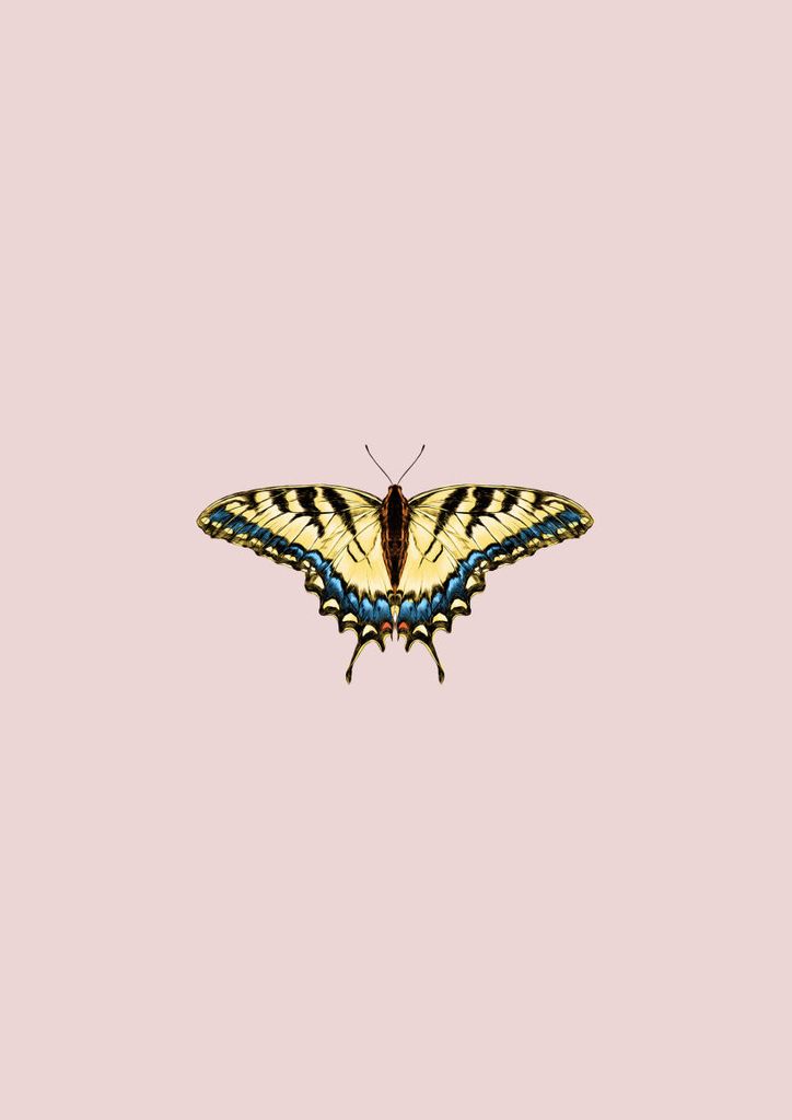 Plakat - Butterfly Yellow 21x30 - Dear Sam