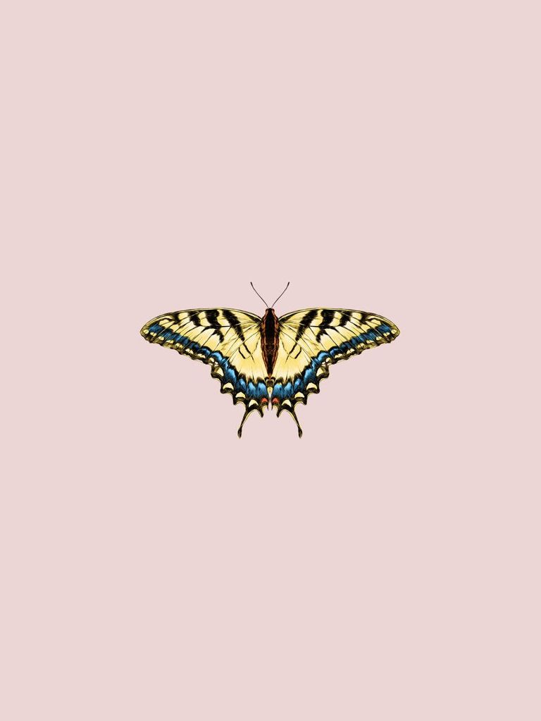 Poster - Butterfly Yellow 30x40 - Dear Sam