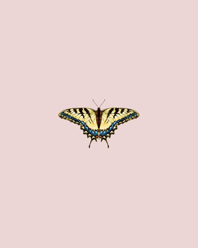 Plakat - Butterfly Yellow 40x50 - Dear Sam