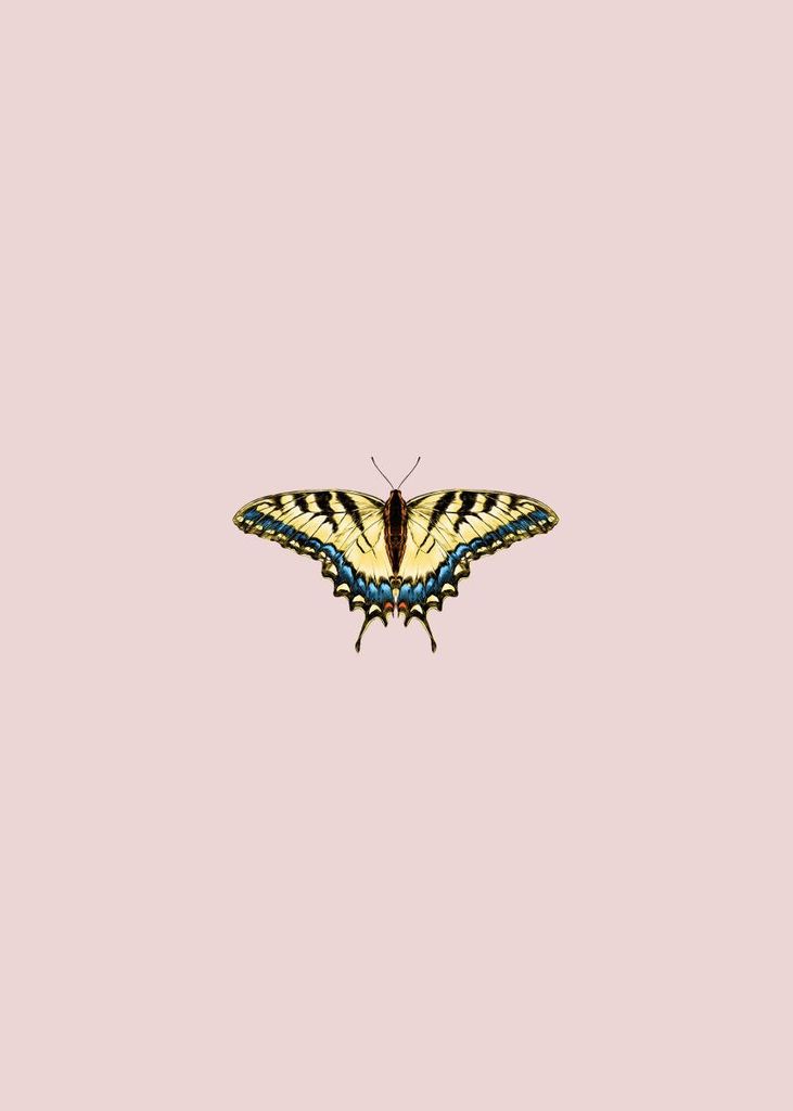 Poster - Butterfly Yellow 50x70 - Dear Sam
