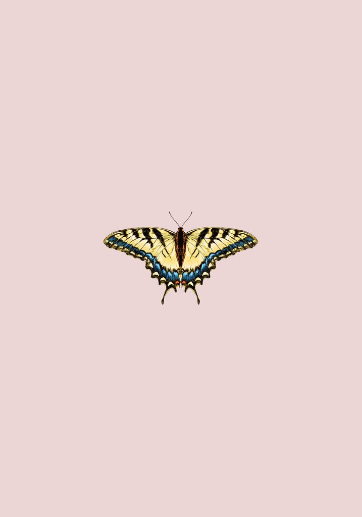 Poster - Butterfly Yellow 70x100 - Dear Sam
