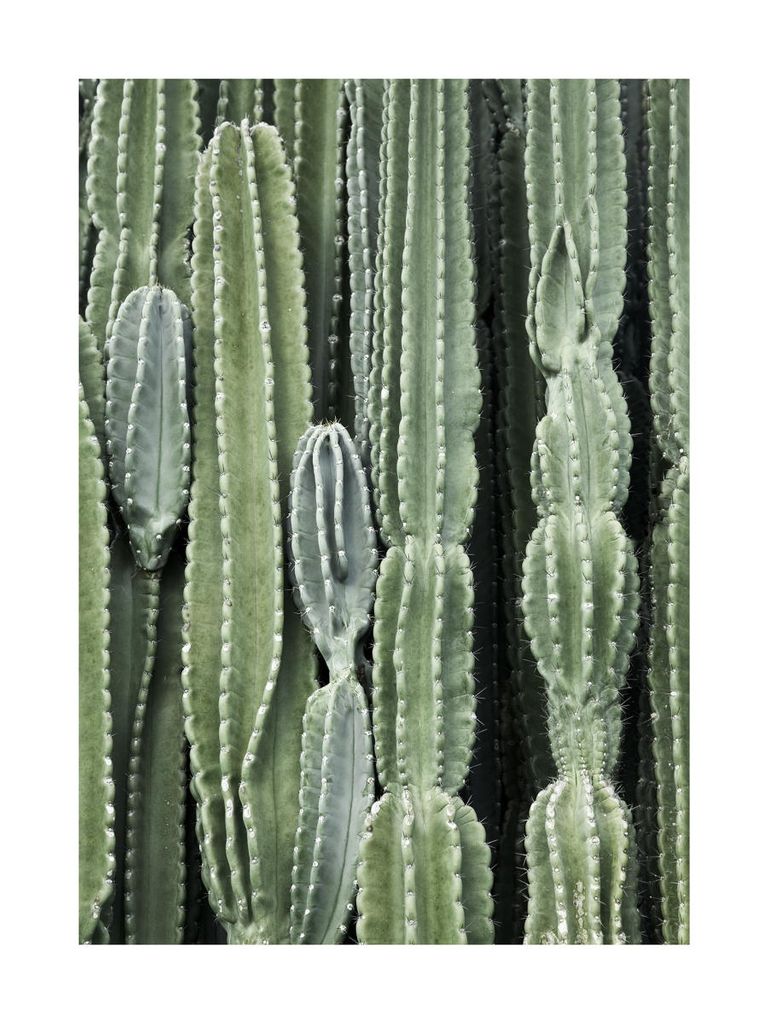 Poster - Cactus 30x40 - Dear Sam