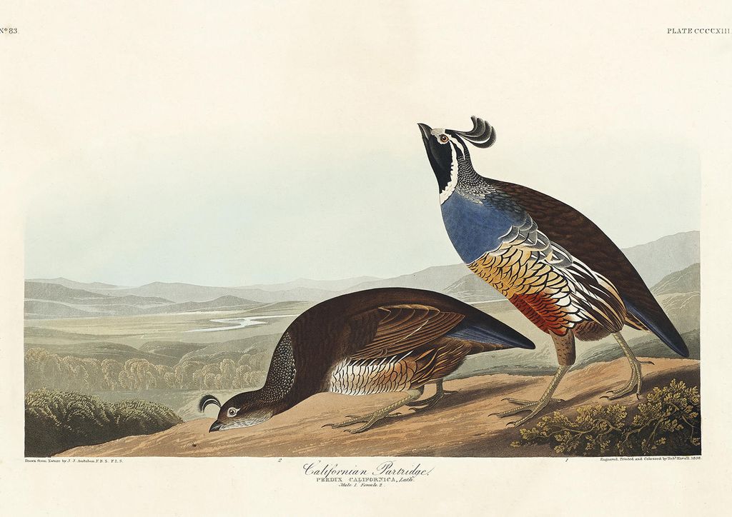 Plakat - California Partridge By John James Audubon 30x21 - Dear Sam