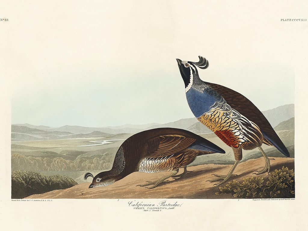 Plakat - California Partridge By John James Audubon 40x30 - Dear Sam