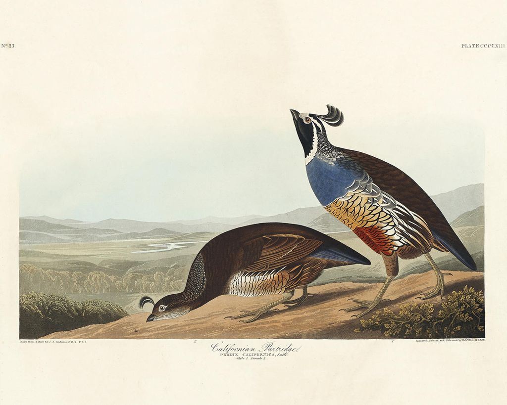 Plakat - California Partridge By John James Audubon 50x40 - Dear Sam