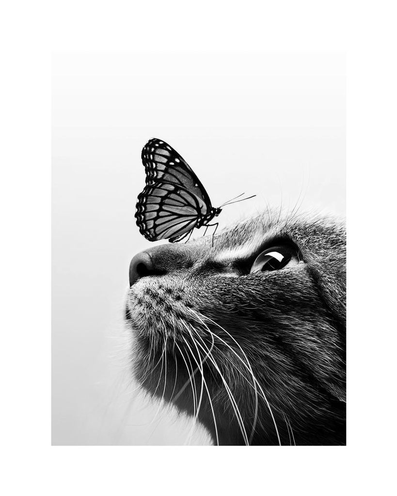 Poster - Cat And Butterfly 40x50 - Dear Sam