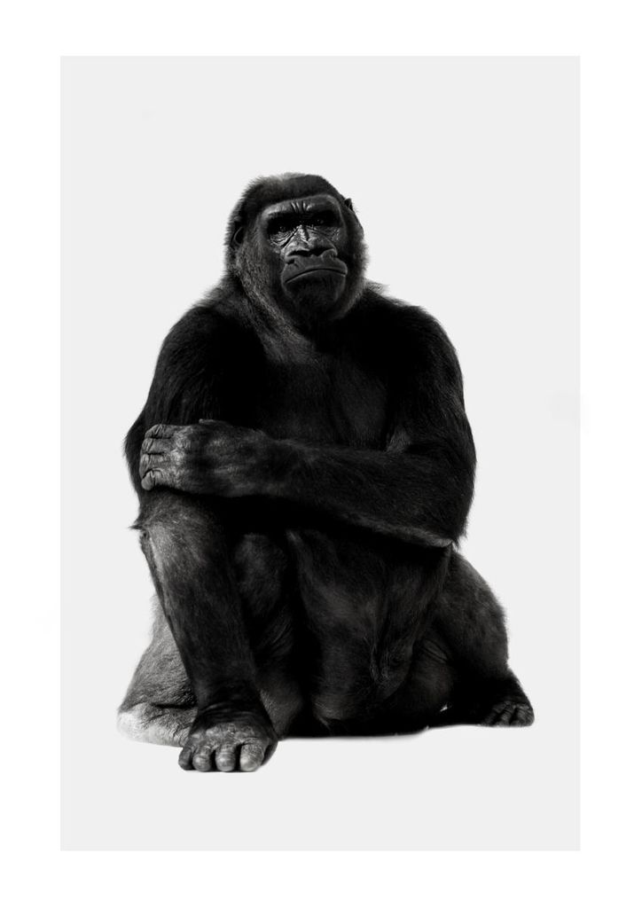 Poster - Chill Gorilla Portrait 21x30 - Dear Sam