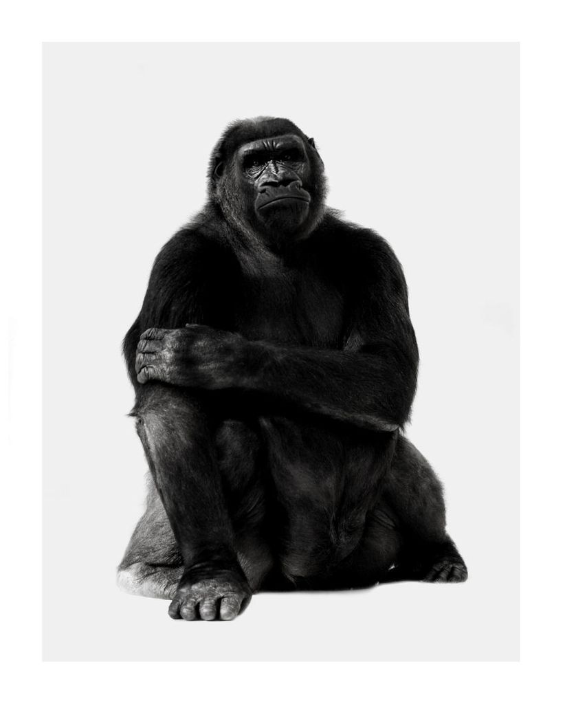 Poster - Chill Gorilla Portrait 40x50 - Dear Sam
