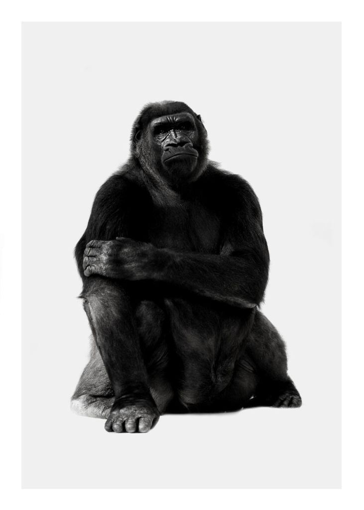 Poster - Chill Gorilla Portrait 50x70 - Dear Sam