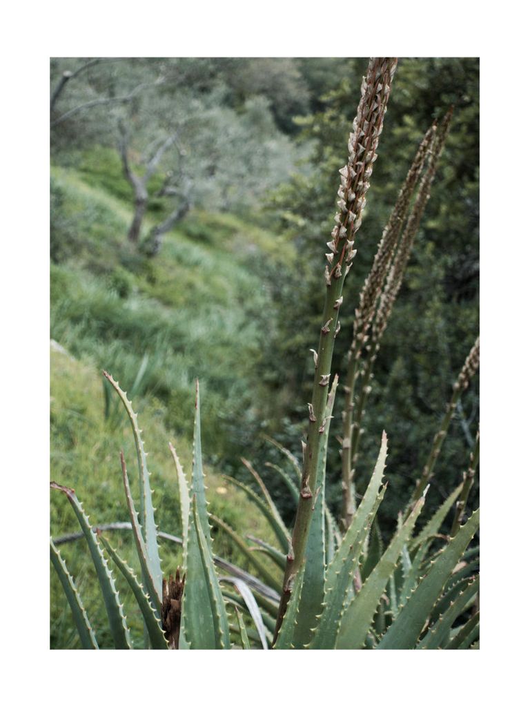 Poster - Coastal Garden 30x40 - Dear Sam