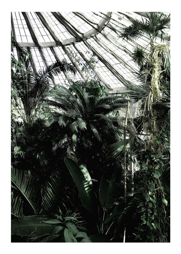 Poster - Copenhagen Greenhouse 50x70 - Dear Sam