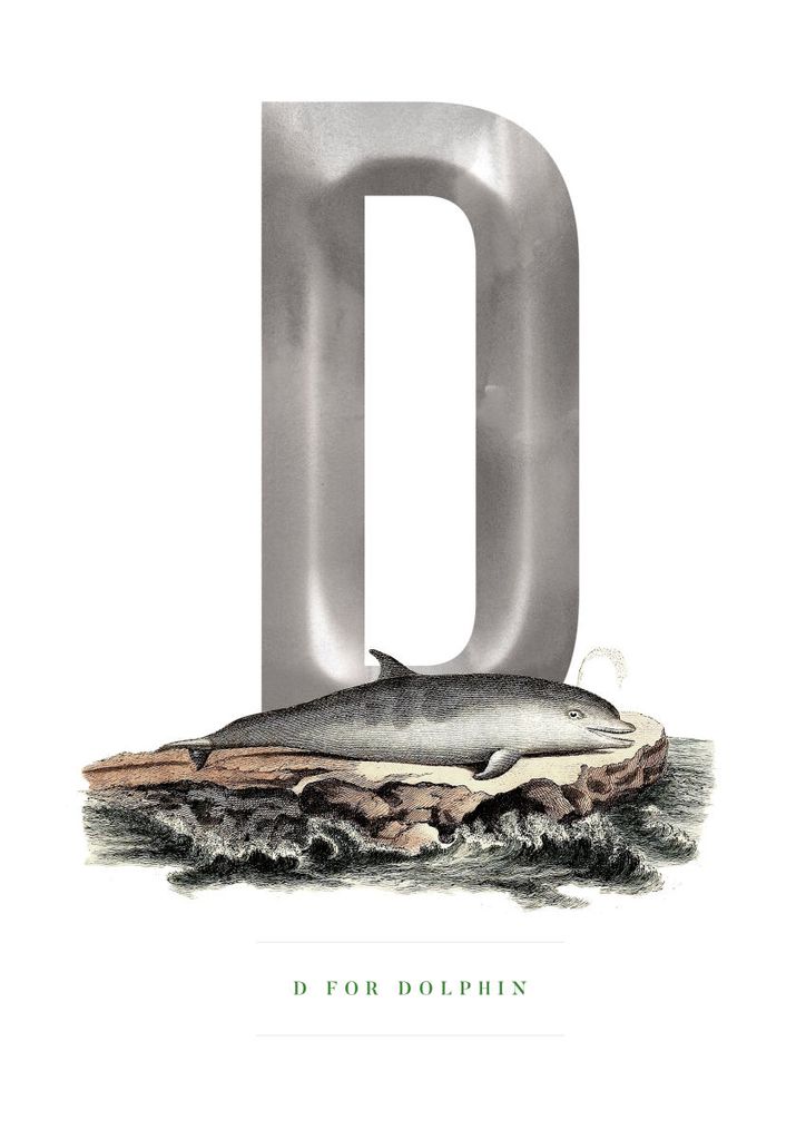 Poster - D For Dolphin 21x30 - Dear Sam