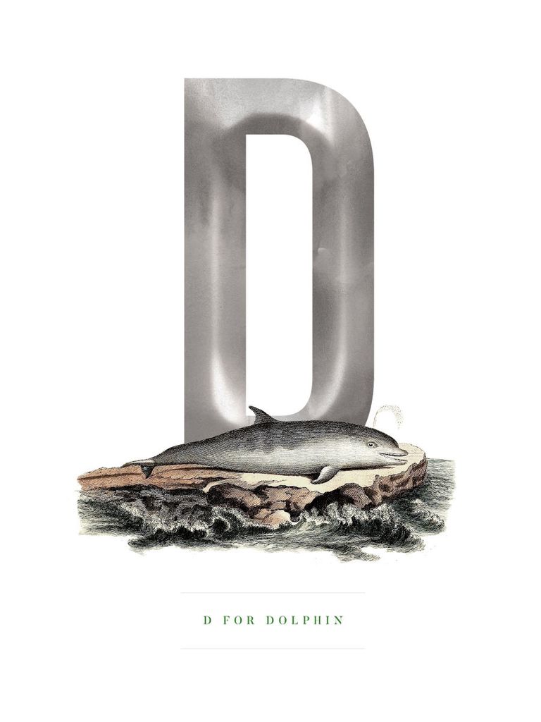 Poster - D For Dolphin 30x40 - Dear Sam