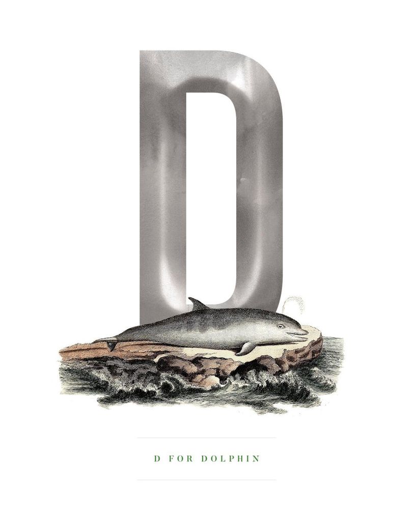 Poster - D For Dolphin 40x50 - Dear Sam