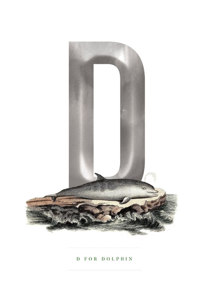 Poster - D For Dolphin 50x70 - Dear Sam
