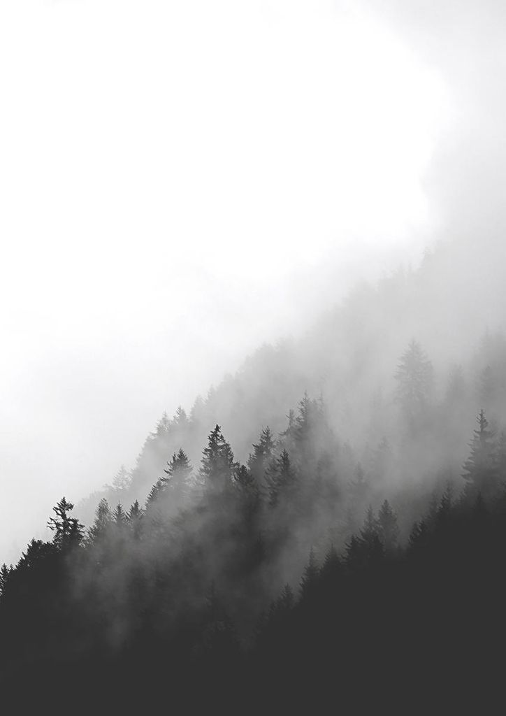 Poster - Dark Foggy Forest 21x30 - Dear Sam