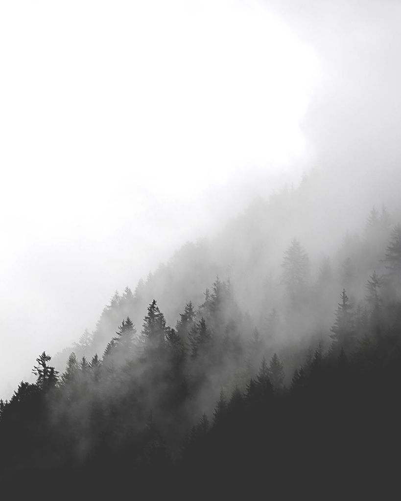 Poster - Dark Foggy Forest 40x50 - Dear Sam