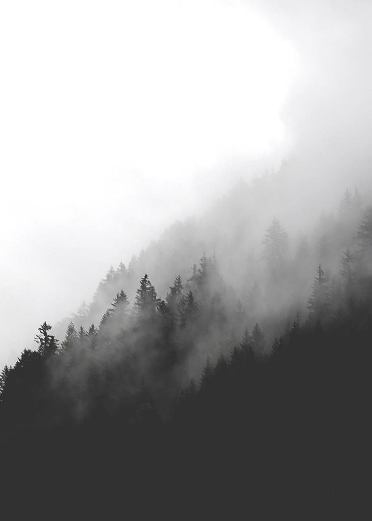 Poster - Dark Foggy Forest 50x70 - Dear Sam