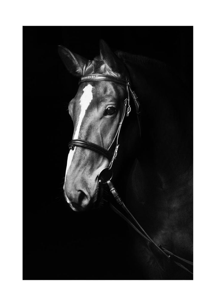 Poster - Dark Horse 21x30 - Dear Sam