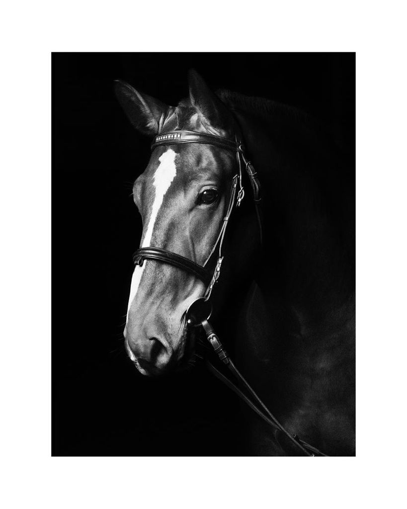 Poster - Dark Horse 40x50 - Dear Sam