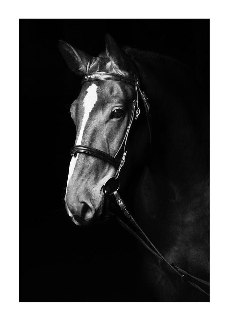 Poster - Dark Horse 50x70 - Dear Sam
