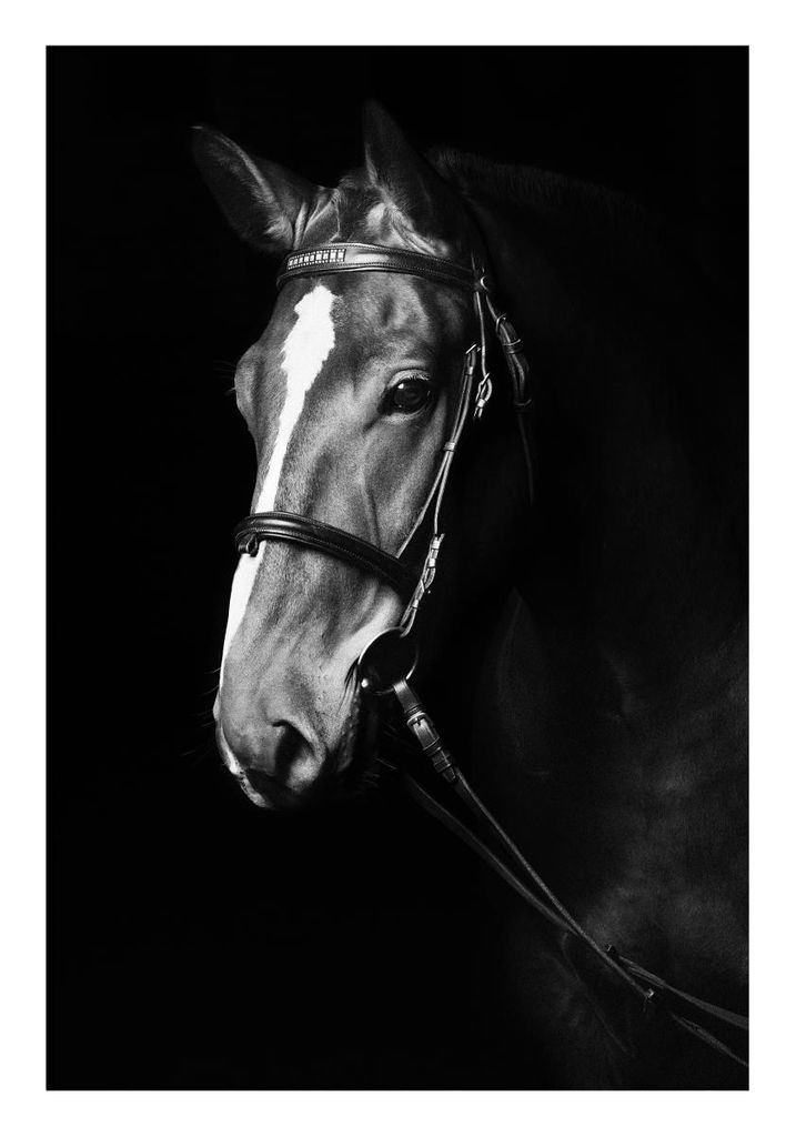 Poster - Dark Horse 70x100 - Dear Sam