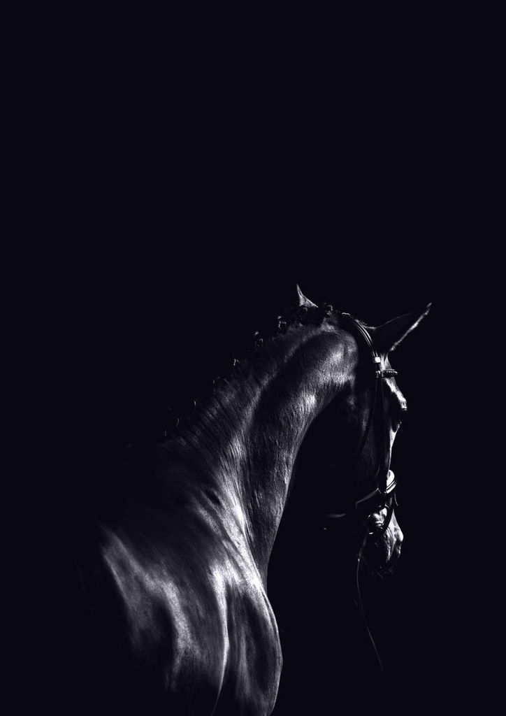 Poster - Dark Sport Horse 21x30 - Dear Sam
