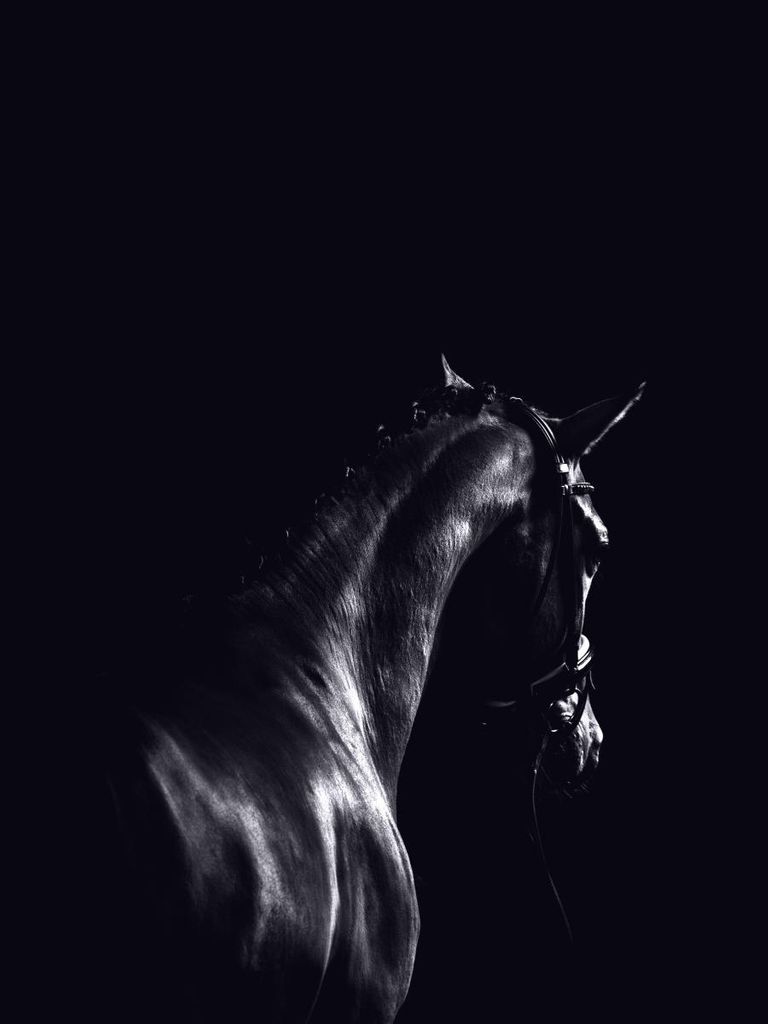Poster - Dark Sport Horse 30x40 - Dear Sam