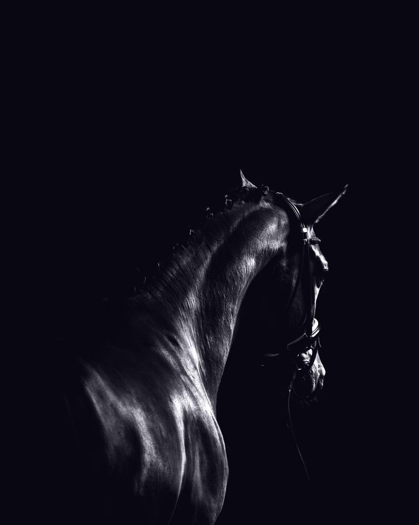 Poster - Dark Sport Horse 40x50 - Dear Sam