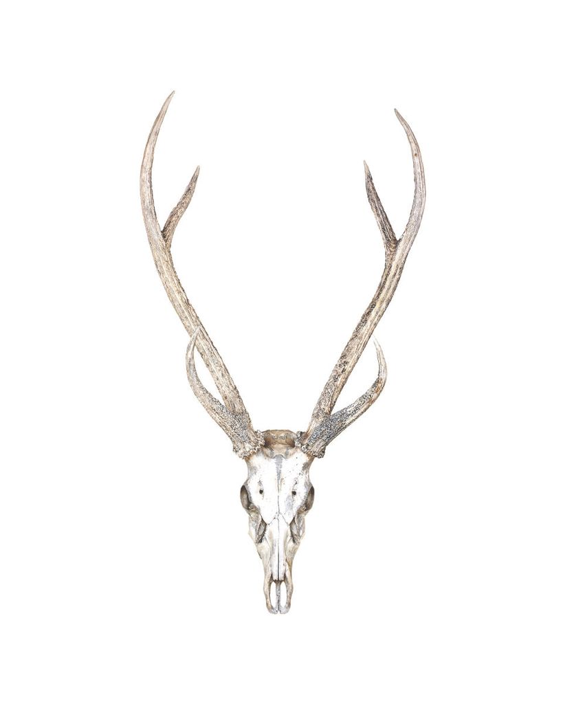 Poster - Deer Antlers 40x50 - Dear Sam