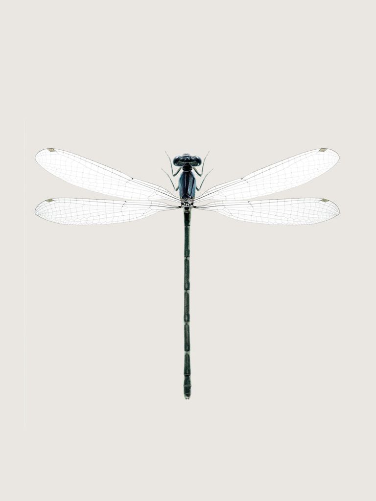 Poster - Dragonfly 30x40 - Dear Sam