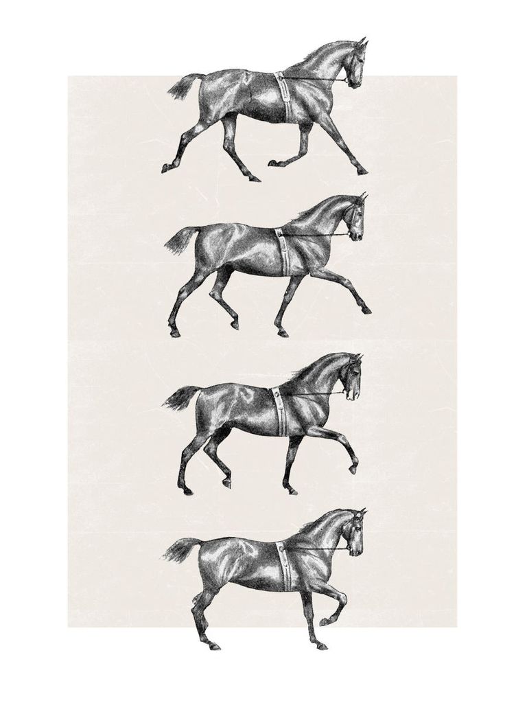 Plakat - Dressage 30x40 - Dear Sam