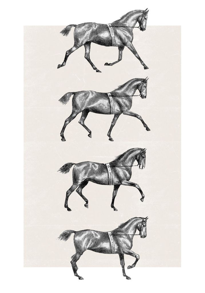 Poster - Dressage 70x100 - Dear Sam