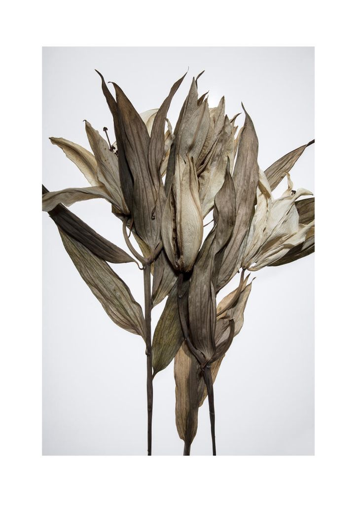 Poster - Dried Leaves 21x30 - Dear Sam