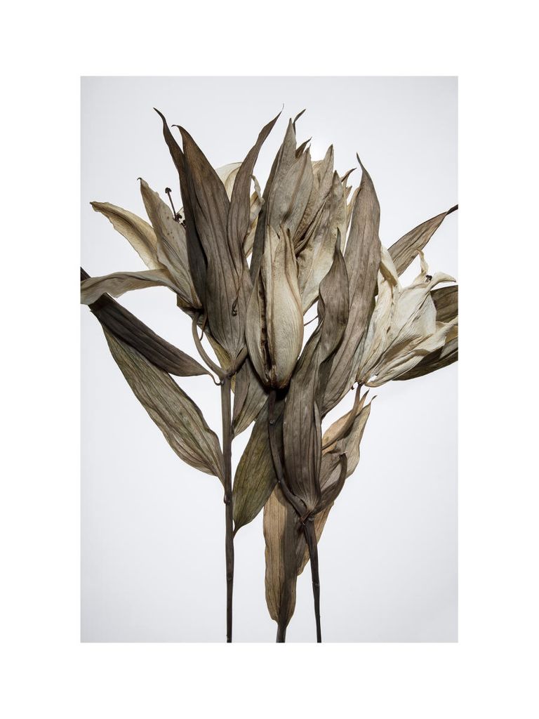 Poster - Dried Leaves 30x40 - Dear Sam