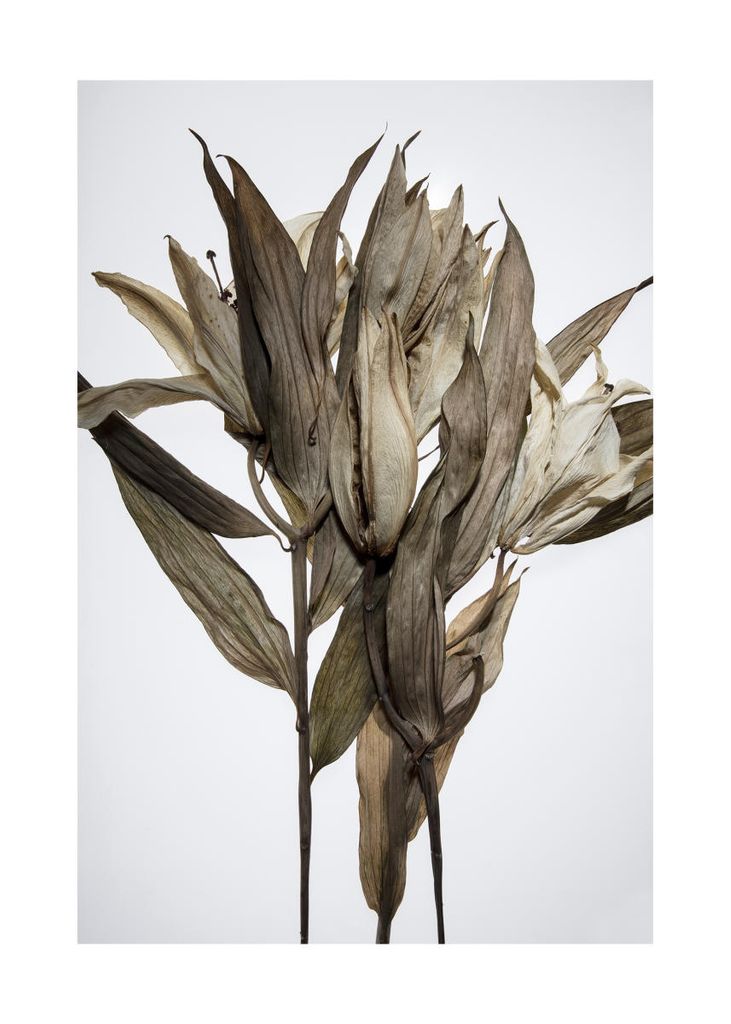 Poster - Dried Leaves 50x70 - Dear Sam