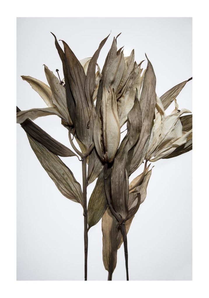 Poster - Dried Leaves 70x100 - Dear Sam