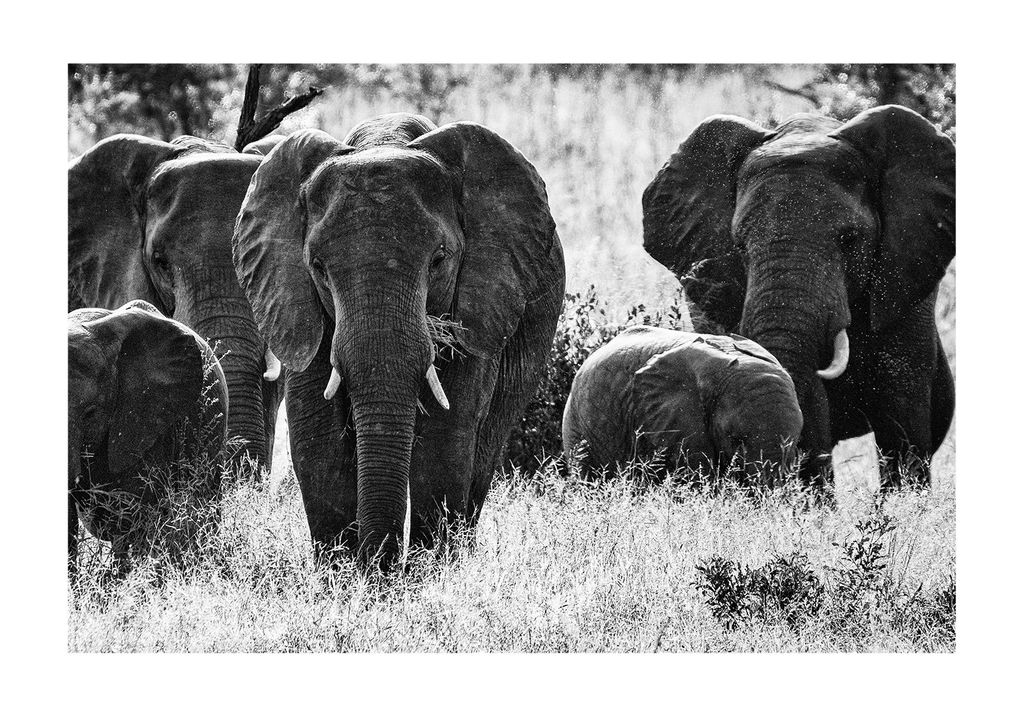Poster - Elephant Fam 100x70 - Dear Sam