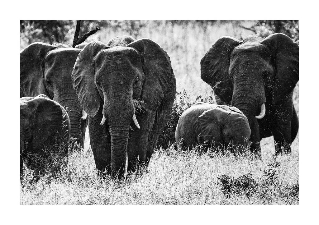 Poster - Elephant Fam 30x21 - Dear Sam