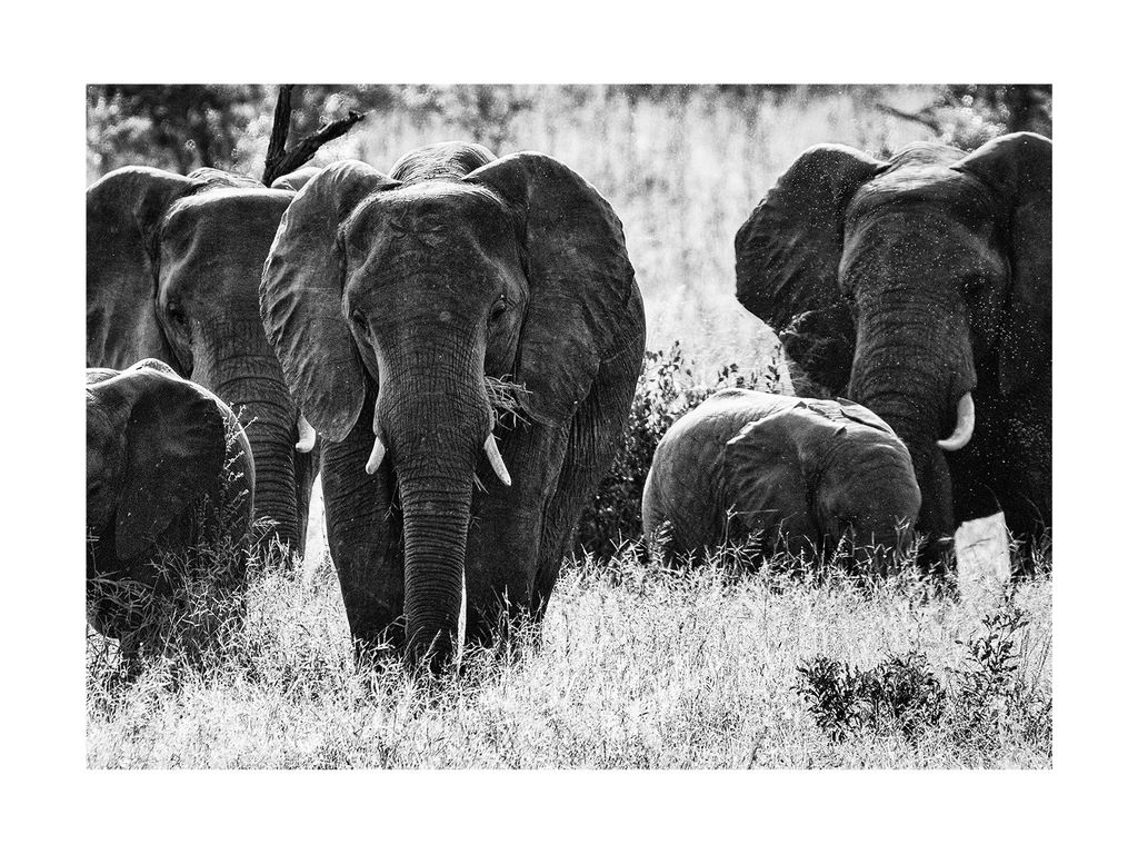 Poster - Elephant Fam 40x30 - Dear Sam