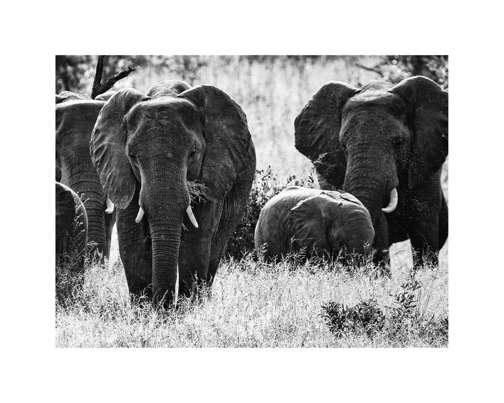 Poster - Elephant Fam 50x40 - Dear Sam