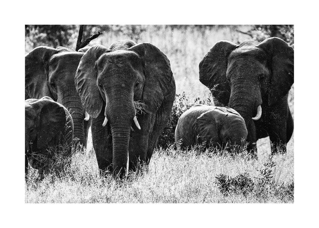 Poster - Elephant Fam 70x50 - Dear Sam