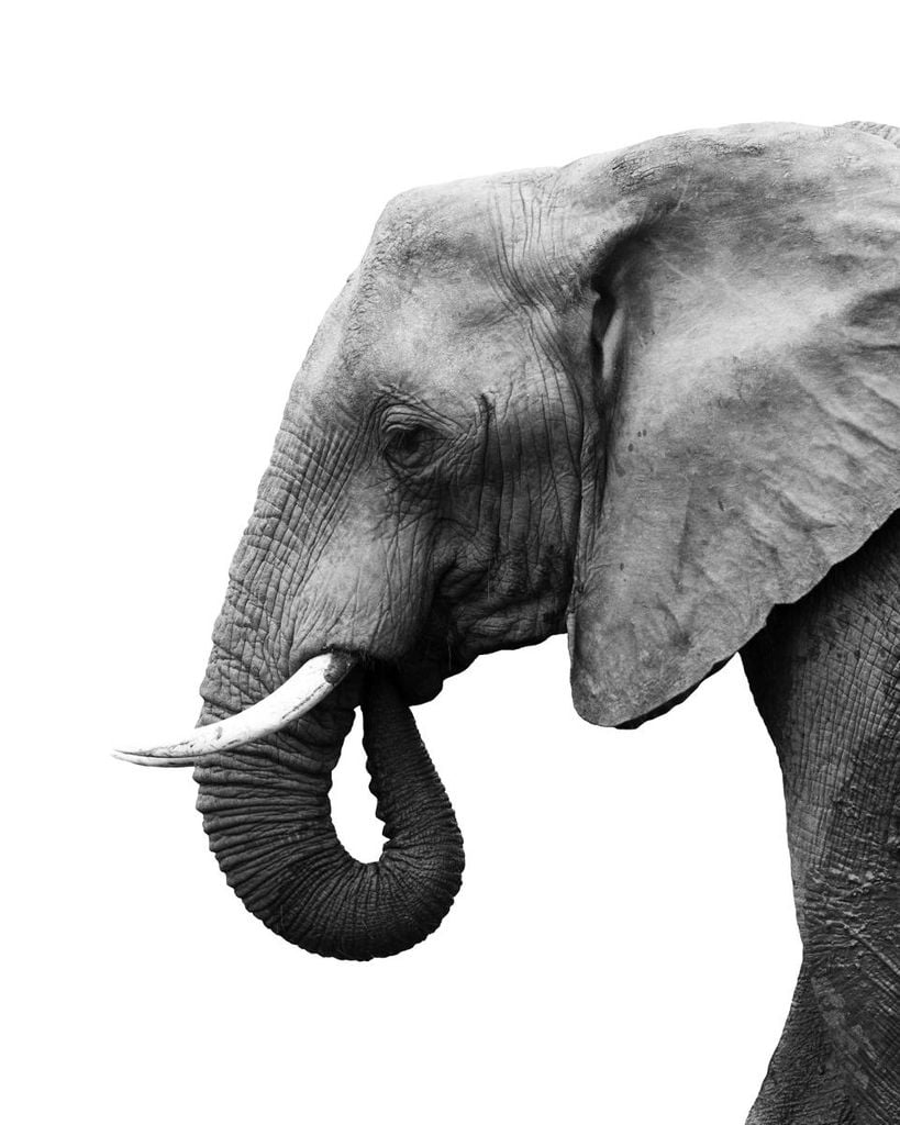 Poster - Elephant Profile 40x50 - Dear Sam