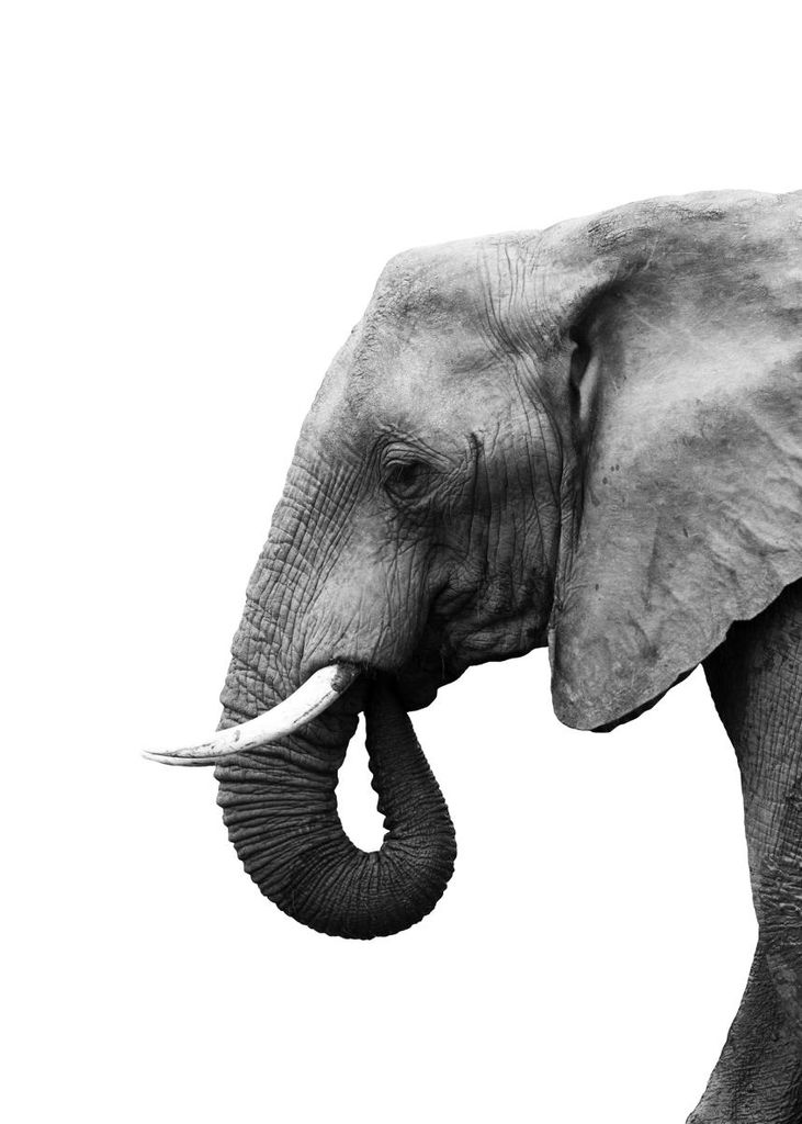 Poster - Elephant Profile 50x70 - Dear Sam