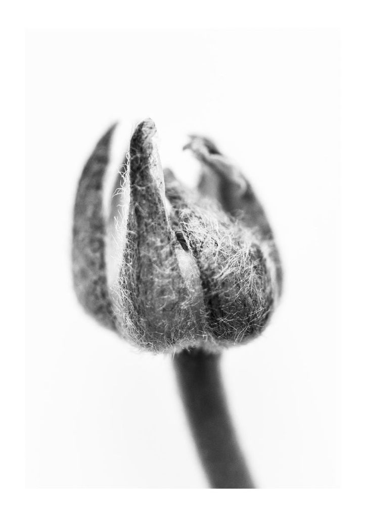 Poster - Enlarged Bud 21x30 - Dear Sam