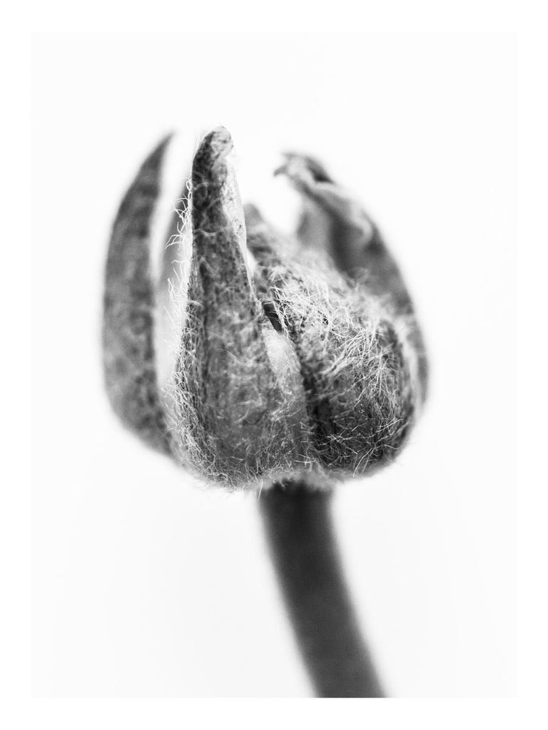 Poster - Enlarged Bud 30x40 - Dear Sam