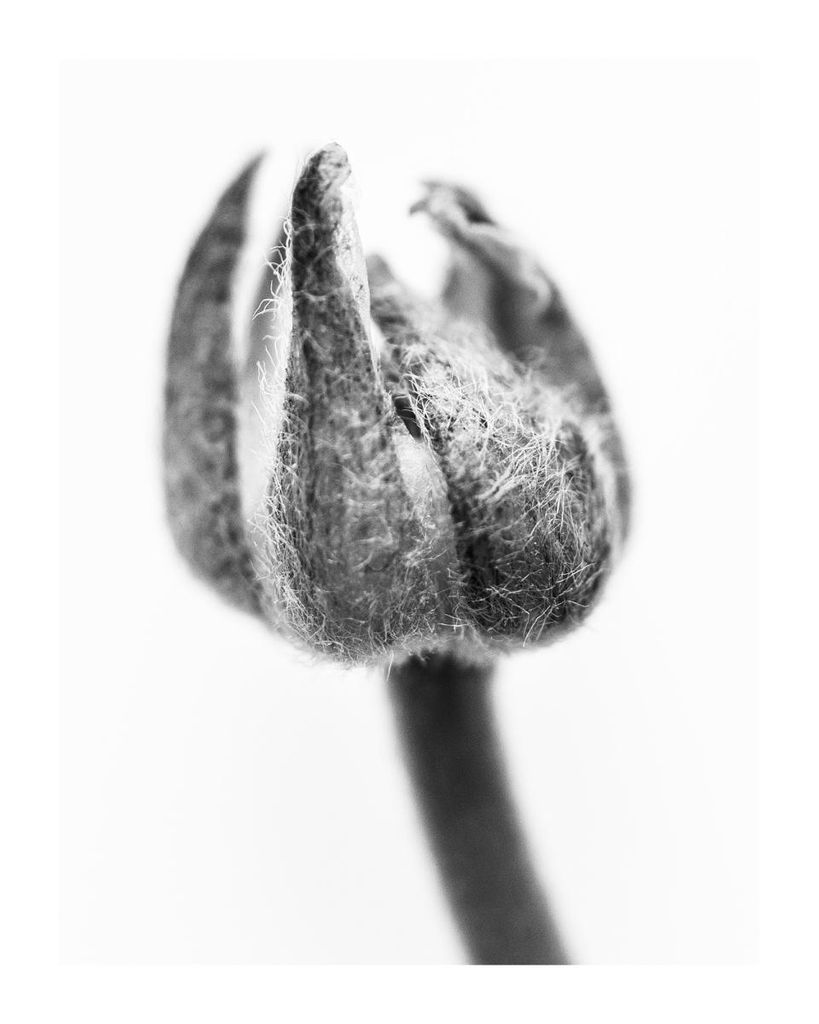 Poster - Enlarged Bud 40x50 - Dear Sam