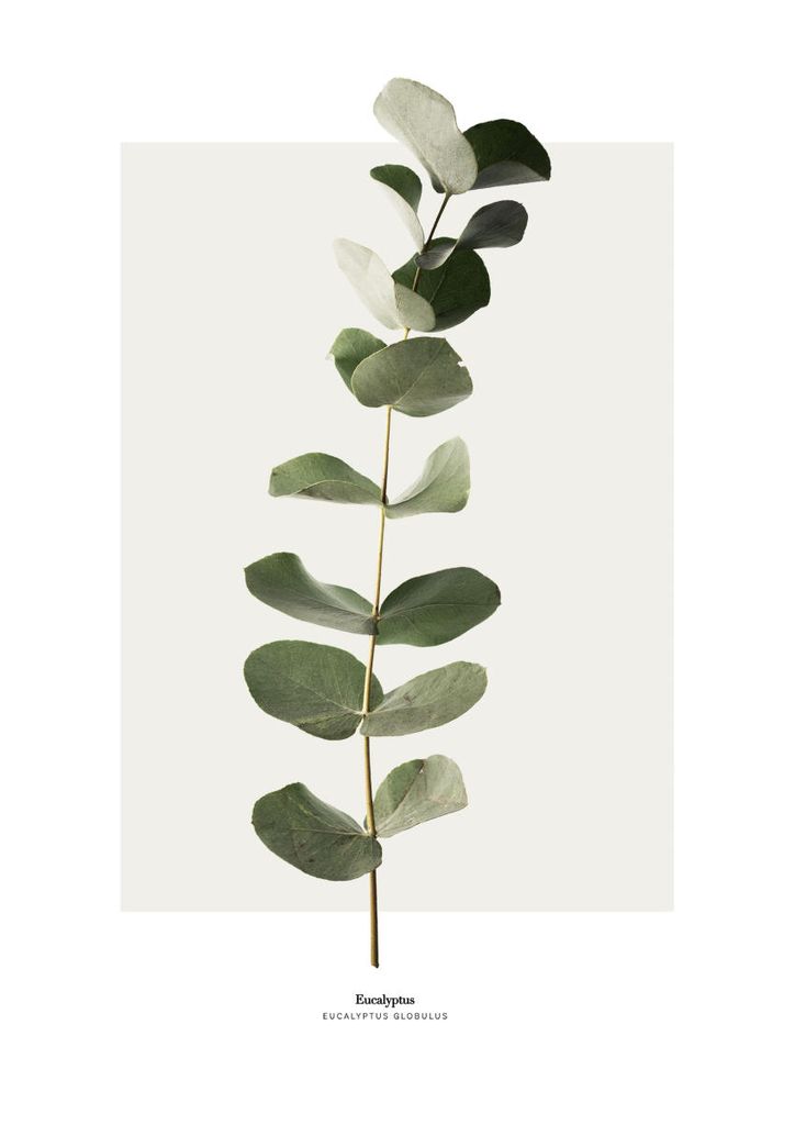 Plakat - Eucalyptus 21x30 - Dear Sam